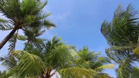 Sun shines through trees. Trees in park in summer. Stock Footage 233046899