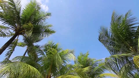 Sun shines through trees. Trees in park in summer. Stock Footage 233047009