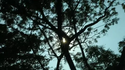 Sun shines through trees. Trees in park in summer. Stock Footage 237050797