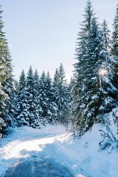 Sun shines through the trees on the turn of a snow-covered road in a pine forest Stock Photos