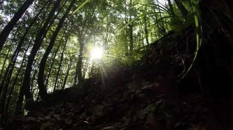 Sun Shines Through Trees Wind Swings Grass in Front of Camera Stock Footage 66576252