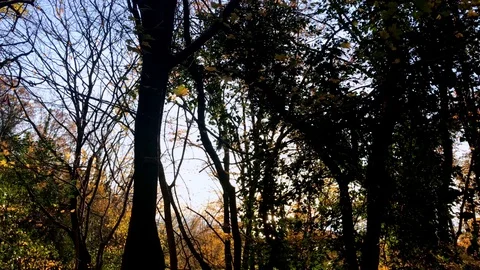 The sun shines through the trees winter snow forest Stock Footage 121968145