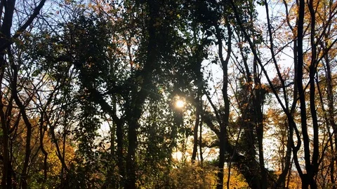 The sun shines through the trees winter snow forest Stock Footage 121968262