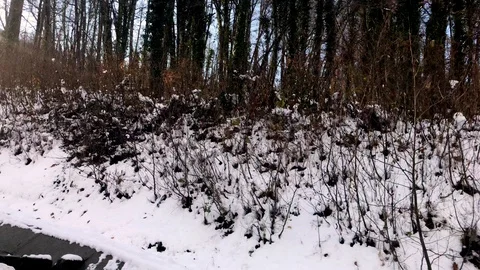 The sun shines through the trees winter snow forest Stock Footage 121991476
