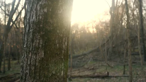 The sun shines through the trees in the woods Stock Footage 236852443