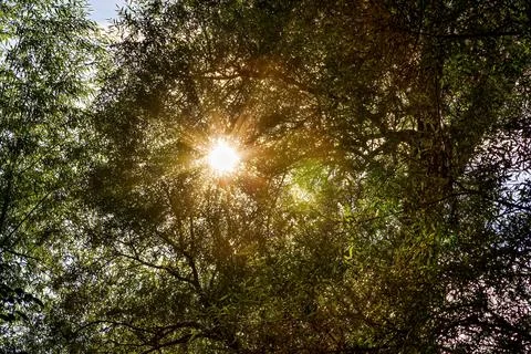 Sun shines through of the treetops 스톡 사진
