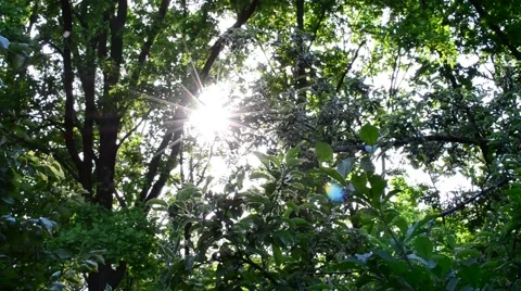 Sun shines through vibrant lush green foliage Stock Footage 68007436