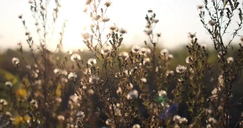 The Sun shines through the white wild flowers in the fields, 4k Stock Footage 142799759