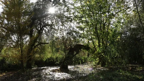 Sun shines through willow trees in autumn in barren, slightly creepy setting. Stock Footage 146670001