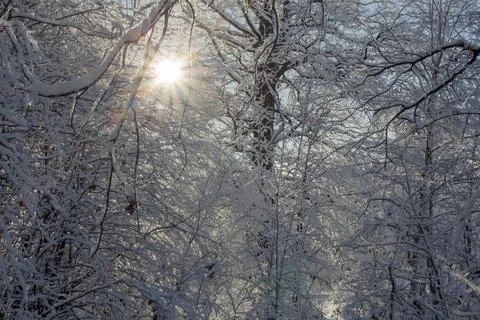 The sun shines through the winter forest Stock Photos