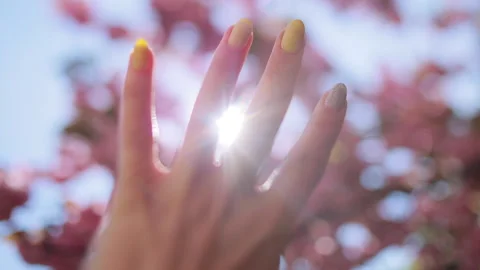 The sun shines through a woman's hand as she holds it among the pink sakura Stock Footage 167887340