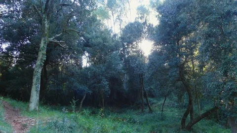 Sun Shines Through the Woods Next To a Path Stock Footage 120987013