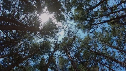 Sun Shines Through the Woods in Slow Motion Видео 113643080