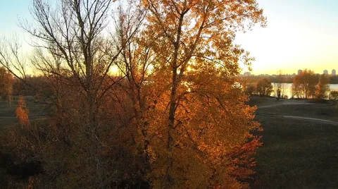 The sun shines through the yellow leaves of the tree. Camera moves up. Aerial Video stock 56475013