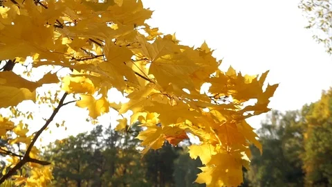 Sun shines through yellow leaves in autumn close-up. Yellow leaf on branch Stock Footage 112689249
