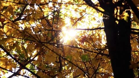 The sun shines through yellow maple leaves Stock-Footage 82462318