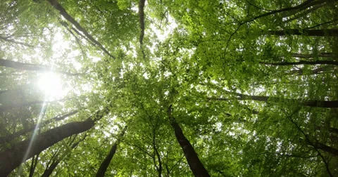 The sun shines through the young foliage of the trees in the mountain forest Stock Footage