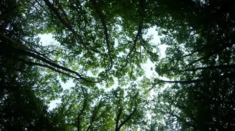 The sun shines through the young foliage of the trees in the mountain forest Stock Footage 37655887