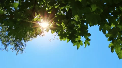 Sun shines through the young foliage of trees Stock Footage 197291501