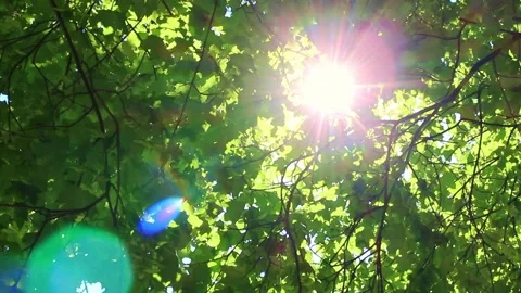 Sun shines through the young foliage of trees Stock Footage 197291583