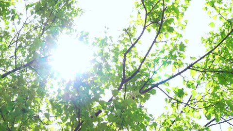 The sun shines through the young green leaves of trees. Flare. 4K Stock Footage 175677132