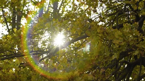 Sun shines throw leaves Vídeos de archivo 103855569