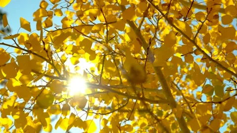 Sun shines thru yellow aspen leaves Stock Footage 141527136
