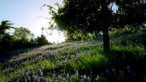 Sun Shines on a Tree and Field of Bluebonnet Flowers Tracking Shot Stock Footage 73775980