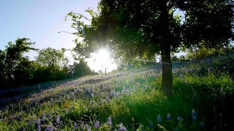 Sun Shines on a Tree and Field of Bluebonnet Flowers Tracking Shot Stock Footage 73776065