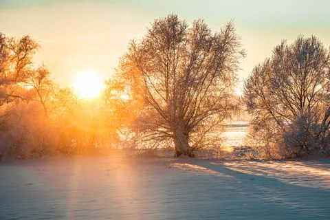 The sun shines on the trees in winter Stock Photos