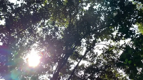 Sun shines on tropical trees Stock Footage 148721950
