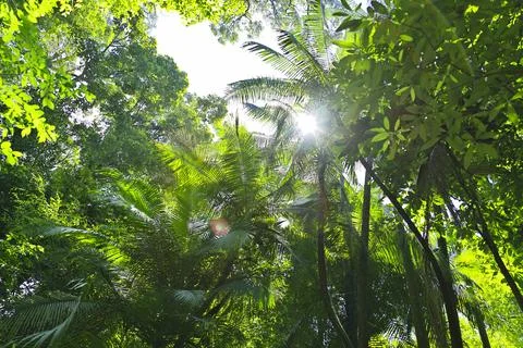Sun Shines trough Canopy Stock Photos