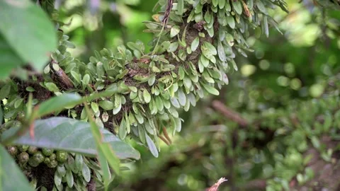 The sun shines on the trunk that lemmaphyllum microphyllum climbing all over Video stock 131807227