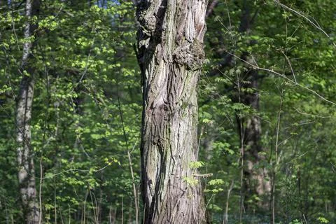 The sun shines on the trunk of an old tree Stock Photos