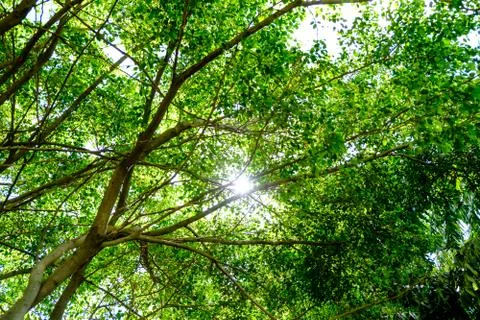 The sun shines warmly through the canopy of a trees in the woods Stock Photos