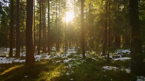 The sun shines warmly through the winter forest exciting drone flight Stock Footage 246477119
