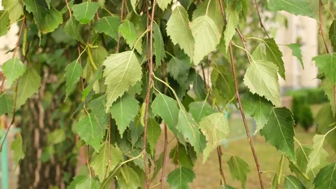 Sun shines on a Weeping Birch tree. Stock Footage 318685563