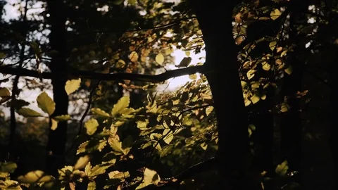 Sun shinging through trees in woods Stock Footage 78742496