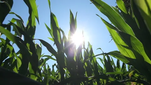 Sun shining above corn in cornfield, blowing in breeze on sunny day 動画素材 157868437