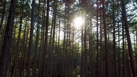 Sun shining among the trees, su01 Видео 106488138