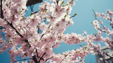 The sun is shining and the spring flowers are blooming Stock Footage 256901140