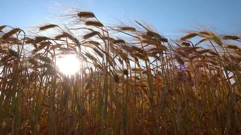 Sun Shining on Beautiful Wheat Field Video stock 90785772