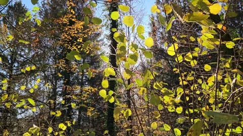Sun Shining Behind the Branches and Leaves of a Shrub in an Autumn Forest Stockbeeldmateriaal 260563663