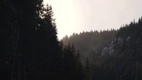 Sun shining behind a mountain pine forest when snowing Stock Footage 83758216