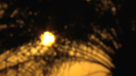 Sun shining behind palm tree Stock Footage 58526660