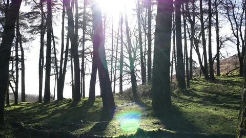 Sun shining behind tall trees 스톡 동영상 73524300