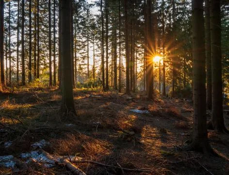 Sun shining from behind a tree in the forest in the mountains, czech beskydy Stock Photos