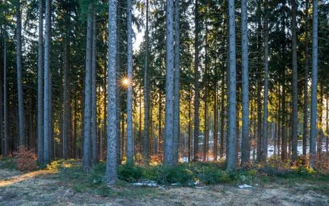 Sun shining from behind a tree in the forest in the mountains, czech beskydy Stock Photos