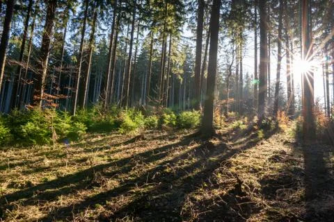 Sun shining from behind a tree in the forest in the mountains, czech beskydy Stock Photos