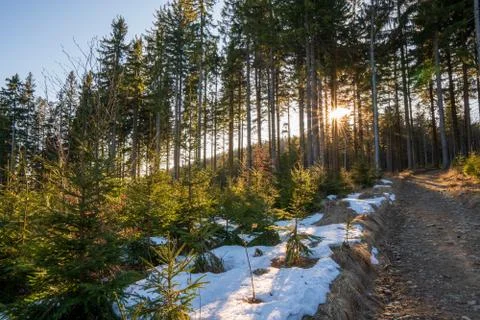 Sun shining from behind a tree in the forest in the mountains, czech beskydy Stock Photos